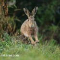 Brown hare leaping into dawn. September Suffolk. Lepus europaeus