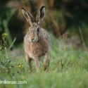 Brown hare walking into dawn light. September Suffolk. Lepus europaeus