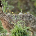 Brown hare walking by in dawn light. September Suffolk. Lepus europaeus