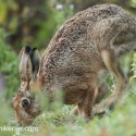 Brown hare walking head down at dawn. September Suffolk. Lepus europaeus