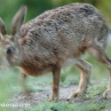 Brown hare merging into dawn. September Suffolk. Lepus europaeus
