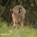 Dewy Brown hare running into dawn. September Suffolk. Lepus europaeus