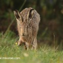Dewy Brown hare running into dawn light. September Suffolk. Lepus europaeus