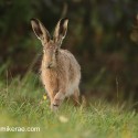 Dewy Brown hare running ears up dawn light. September Suffolk. Lepus europaeus