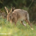 Brown hare creeping by in dawn light. September Suffolk. Lepus europaeus