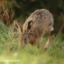 Brown hare jogging by in dawn light. September Suffolk. Lepus europaeus