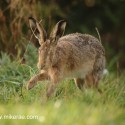 Brown hare stepping by in dawn light. September Suffolk. Lepus europaeus