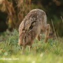 Brown hare avoiding grass in dawn light. September Suffolk. Lepus europaeus