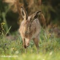 Brown hare dodging grass in dawn light. September Suffolk. Lepus europaeus