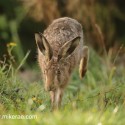 Brown hare ears dodging grass in dawn light. September Suffolk. Lepus europaeus