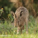 Brown hare front foot up in dawn light. September Suffolk. Lepus europaeus