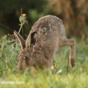 Brown hare passing by in dawn light. September Suffolk. Lepus europaeus