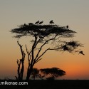 Pre dawn cranes waking at Ndutu