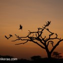 vultures leaving pre dawn for a busy day at Ndutu