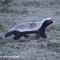 Honey badger pre dawn rapid walking. Mellivora capensis