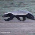 Honey badger pre dawn flying feet run. Mellivora capensis