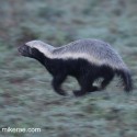 Honey badger pre dawn flying run. Mellivora capensis