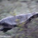 Honey badger pre dawn running for cover. Mellivora capensis