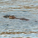 Otter swimming with Cormorant to shore. November Skye Lutra lutra