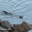 Otter swimming round point. November Skye Lutra lutra
