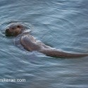 Otter back look swimming in the rain. November Skye Lutra lutra