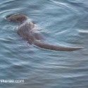 Otter head down swimming in the rain. November Skye Lutra lutra