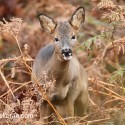 Roe Deer in bracken. Skye November.Capreolus capreolus