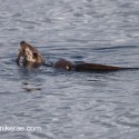 Otter eating in the water. November Skye Lutra lutra
