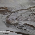 Otter swimming close in the water. November Skye Lutra lutra