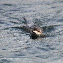 Otter swimming with fish. November Skye Lutra lutra