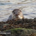 Otter about to eat fish. November Skye Lutra lutra