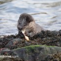 Otter holding fish and eating. November Skye Lutra lutra