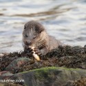 Otter holding fish close and eating. November Skye Lutra lutra