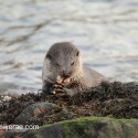 Otter chewing and eating fish. November Skye Lutra lutra
