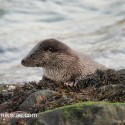 Otter paused on seaweed. November Skye Lutra lutra