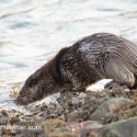 Otter heading into water. November Skye Lutra lutra