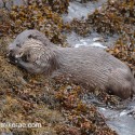 Otter eating on seaweed. November Skye Lutra lutra