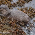 Otter eating fish on seaweed. November Skye Lutra lutra