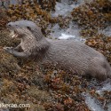 Otter mouth open paused on seaweed. November Skye Lutra lutra