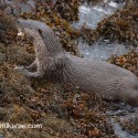 Otter eating fish on the seaweed. November Skye Lutra lutra