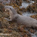 Otter eating fish tail on the seaweed. November Skye Lutra lutra