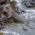 Otter starting to come out of water. November Skye Lutra lutra
