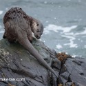 Otter turning back on top of rock. November Skye Lutra lutra