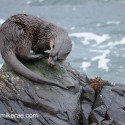 Otter turning on top of rock. November Skye Lutra lutra