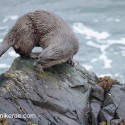 Otter turning round on top of rock. November Skye Lutra lutra