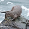 Otter stepping round on top of rock. November Skye Lutra lutra
