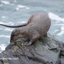 Otter looking round on top of rock. November Skye Lutra lutra
