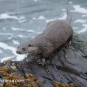 Otter looking forward on top of rock. November Skye Lutra lutra