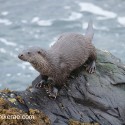 Otter looking up on top of rock. November Skye Lutra lutra