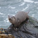 Otter standing on top of rock. November Skye Lutra lutra